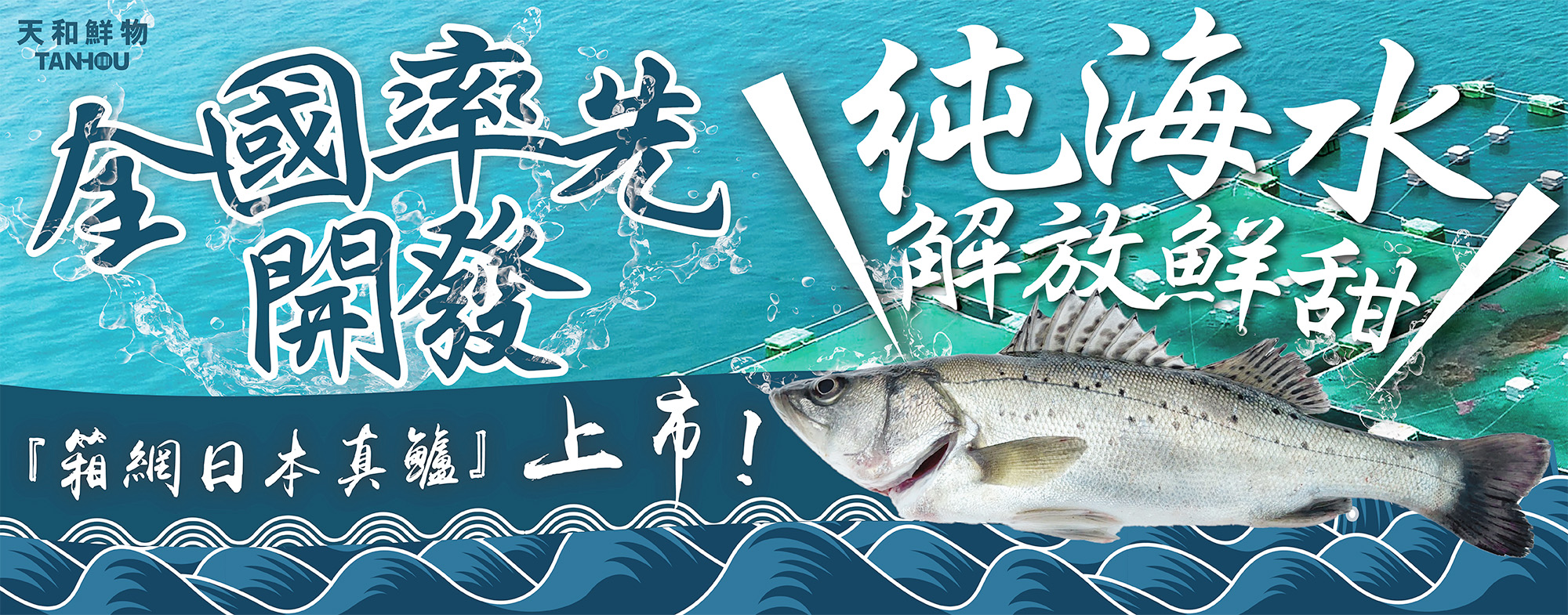 箱網日本真鱸上市