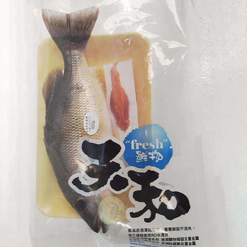 澎湖潮間帶養殖黑點笛鯛200g