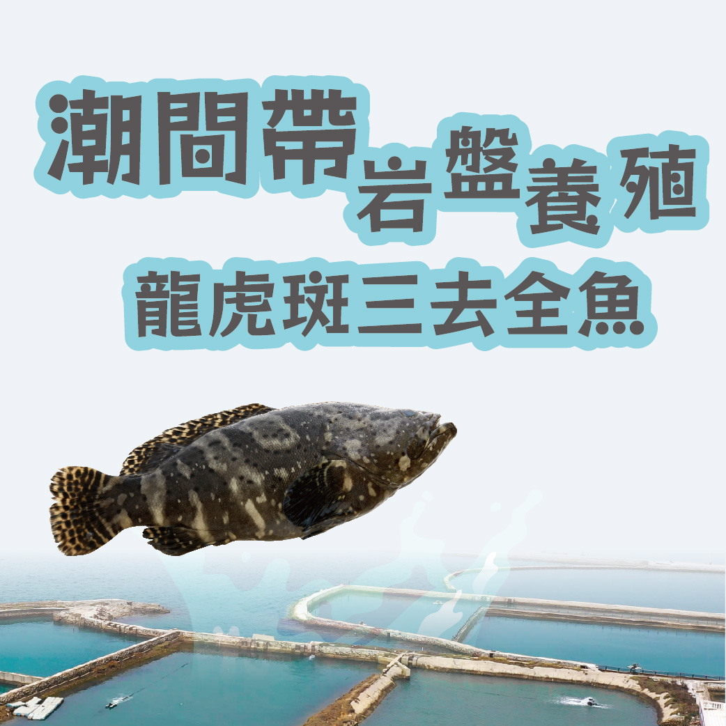 【天和鮮物X澎湖優鮮】潮間帶岩盤養殖龍虎斑三去全魚(340g)