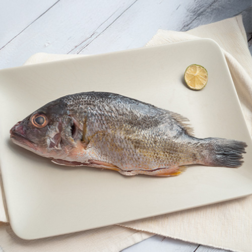 澎湖潮間帶養殖黑點笛鯛350g