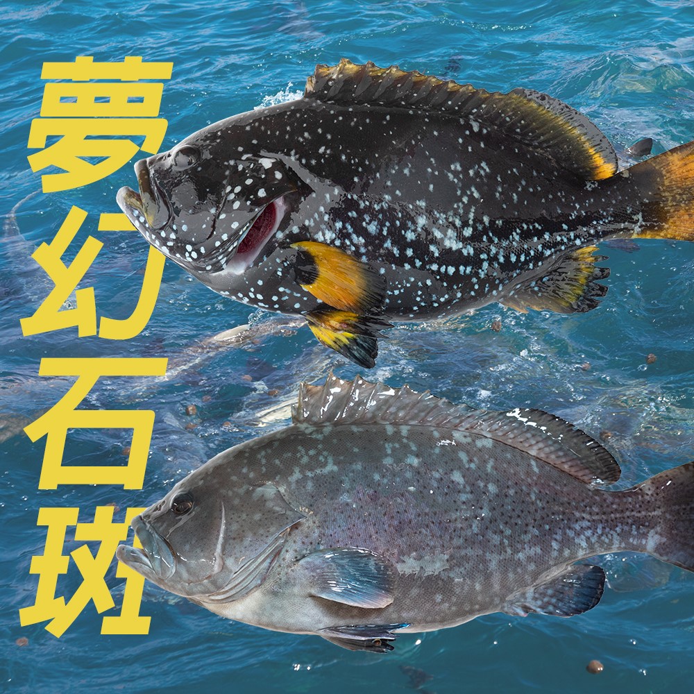 澎湖藍(黃)瓜石斑魚頭切塊300g